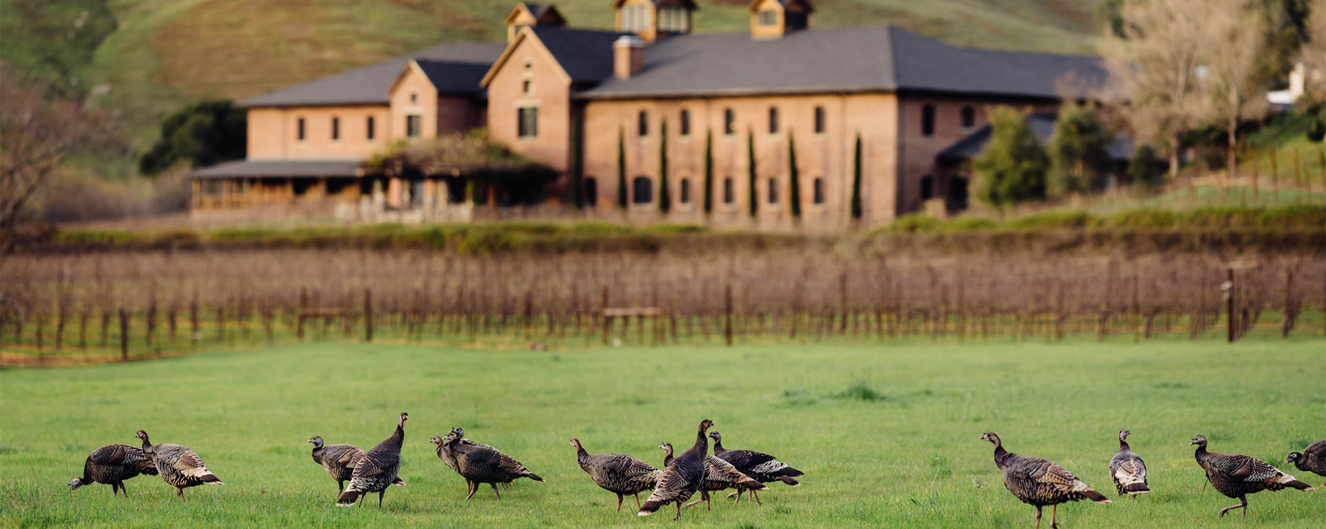 A view of the Tech Building at Skywalker Ranch in Nicasio, California. There are wild turkeys and a vineyard in the foreground.